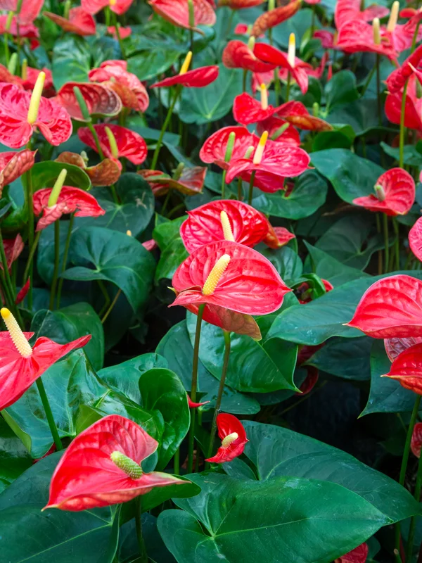Floristeria Barcelona